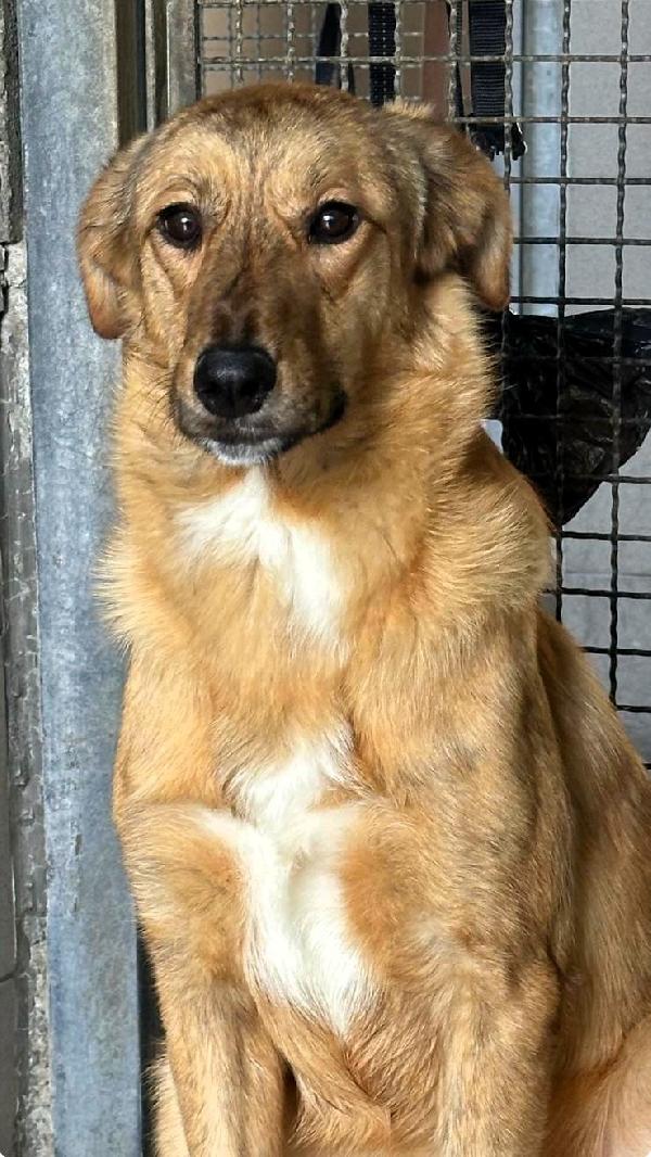 Paprika Dolce Cucciolona